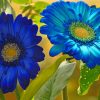 Gerberas Flower Closeup paint by numbers