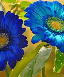 Gerberas Flower Closeup paint by numbers