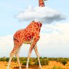 Giraffe In Cloud Art paint by numbers