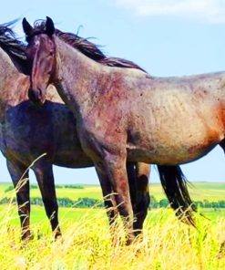 Gray Horses On Grassland painting by numbers