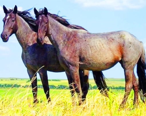 Gray Horses On Grassland painting by numbers