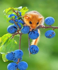 Hazel Dormouse paint by numbers