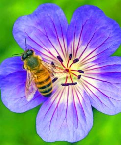 Honey Bee On Purple Flower paint by numbers