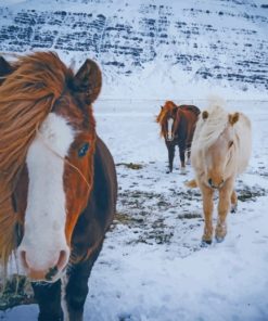 Horses In The Snow Of Iceland painting by numbers