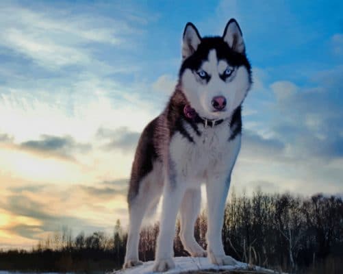 Husky Dog paint by numbers