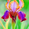 Iris Plant paint by numbers