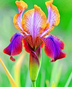 Iris Plant paint by numbers