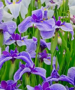 Iris Flower Field paint by numbers