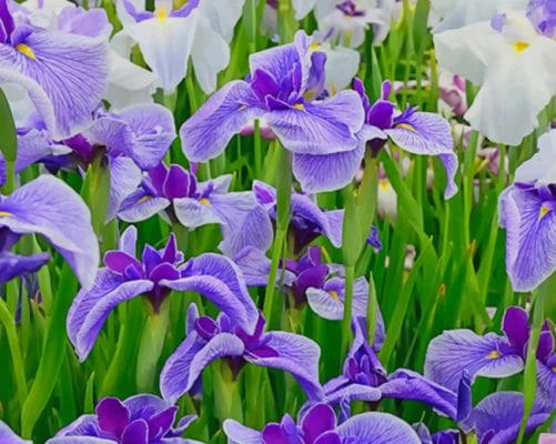 Iris Flower Field paint by numbers