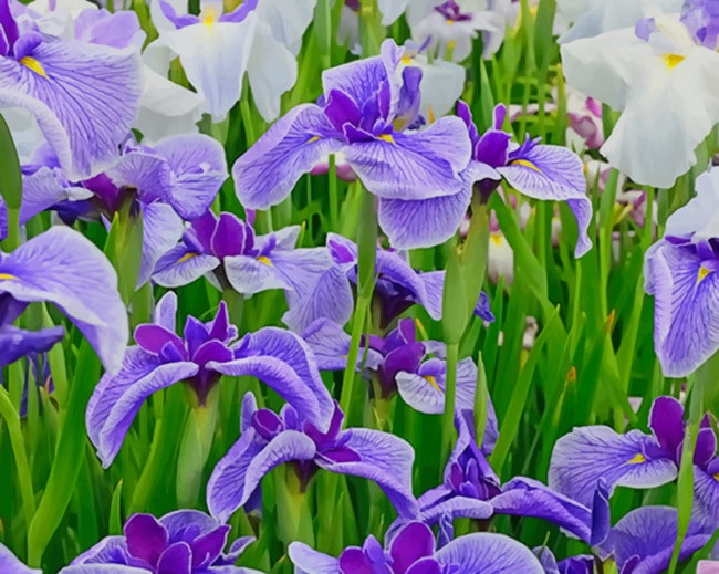 Iris Flower Field paint by numbers