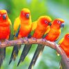 Jandaya Parakeets Birds On Branch paint by numbers