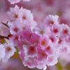 Pink Japanese Cherry Blossom painting by numbers