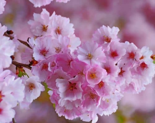 Pink Japanese Cherry Blossom painting by numbers
