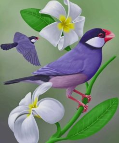 Java Sparrow paint by numbers