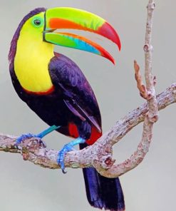 Keel billed toucan paint by numbers