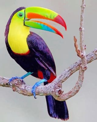 Keel billed toucan paint by numbers