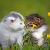 Two Kittens On The Grass paint by numbers
