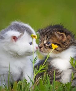 Two Kittens On The Grass paint by numbers