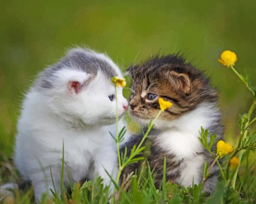 Two Kittens On The Grass paint by numbers