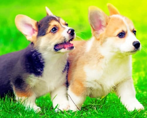 corgi puppies painting by numbers