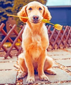 Labrador Dog Holding Flower paint by numbers