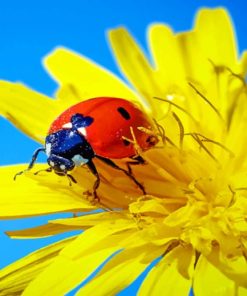 Ladybug On Yellow Flower paint by numbers