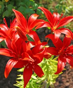 Red Lilies Flowers paint by numbers