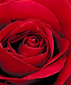 Red Rose painting by numbers