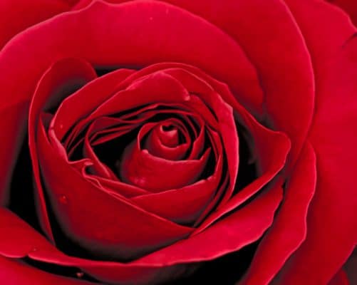 Red Rose painting by numbers