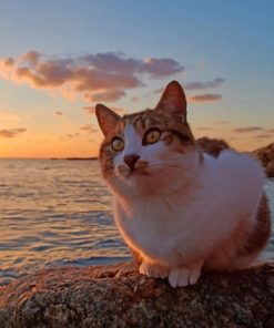 Cat At The Beach paint by numbers