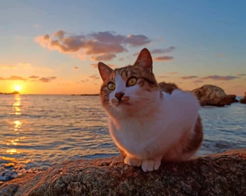 Cat At The Beach paint by numbers