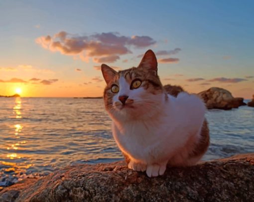Cat At The Beach paint by numbers