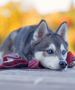 Husky Dog Laying paint by numbers