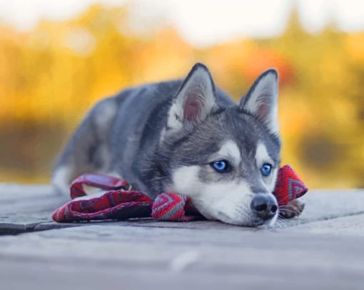 Husky Dog Laying paint by numbers