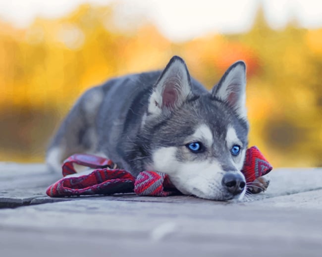 Husky Dog Laying paint by numbers