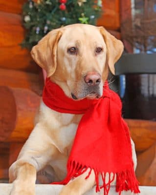 Dog In A Red Scarf paint by numbers