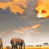 Elephants Herds In A Cloudy Day paint by numbers