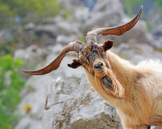 Goat With Big Horns paint by numbers