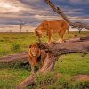 Lion And Lioness On A Tree paint by numbers