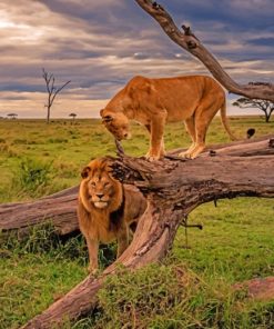 Lion And Lioness On A Tree paint by numbers