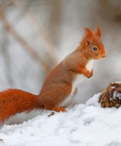 Red Squirrel In The Snow paint by numbers