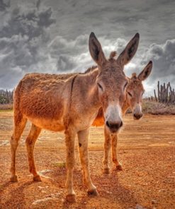 Two Donkeys And A Cloudy Sky paint by numbers