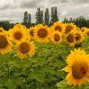 Sun Flowers Field paint by numbers