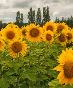 Sun Flowers Field paint by numbers