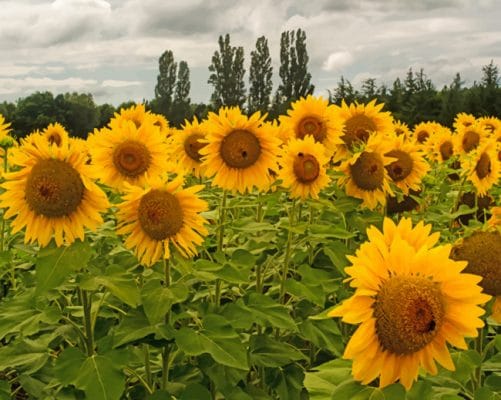 Sun Flowers Field paint by numbers