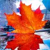 Maple Leaf Reflection paint by numbers