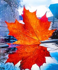 Maple Leaf Reflection paint by numbers