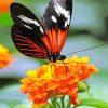 Orange And Black Butterfly paint by numbers