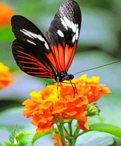 Orange And Black Butterfly paint by numbers