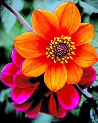 Orange And Rose Flowers paint by numbers